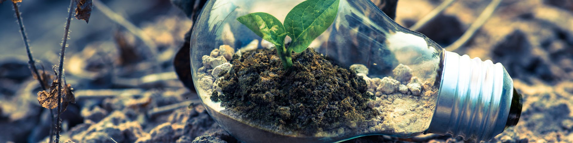 Innovation meets nature